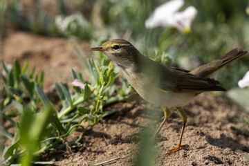 Common Chiffchaff perched on ground at a farm in Bahrain