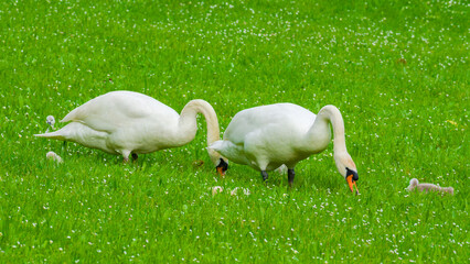 Swan family with small goslings eating grass on the lawn