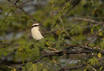 Red-tailed Shrike perched on acacia tree at Jasra, Bahrain