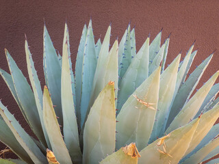 Closeup of Agave Cactus plant on maroon stucco background, southwest plant