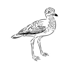 Vector card with hand drawn cute plover. Beautiful animal design elements, ink drawing