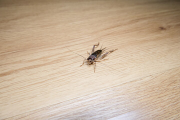 extreme close up of a fly on wood
