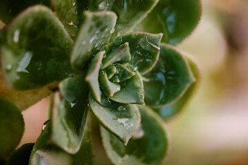close up of a succulent plant with water drops