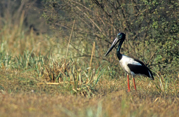 Jabiru d'Asie,.Ephippiorhynchus asiaticus, Black necked Stork, Inde