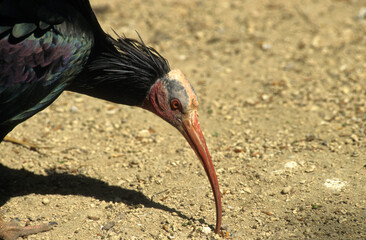 Obraz premium Ibis chauve,.Geronticus eremita, Northern Bald Ibi, Maroc