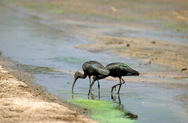 Ibis falcinelle,.Plegadis falcinellus, Glossy Ibis