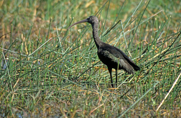 Ibis falcinelle,.Plegadis falcinellus, Glossy Ibis