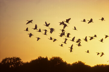 coucher de soleil, Ibis blanc,.Eudocimus albus, American White Ibis