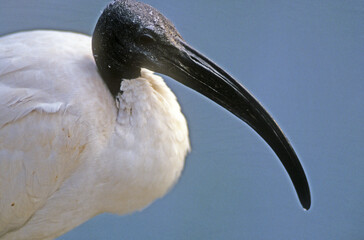 Ibis sacré,.Threskiornis aethiopicus, African Sacred Ibis
