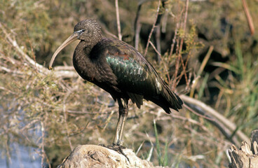 Ibis falcinelle,.Plegadis falcinellus, Glossy Ibis