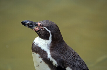 Obraz premium Manchot de Humboldt,.Spheniscus humboldti, Humboldt Penguin, Argentine