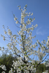 Cherry blossoms against the blue sky in early spring.