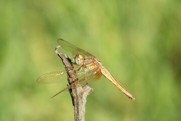 Dragonfly on dry plant in nature. Selective focus.