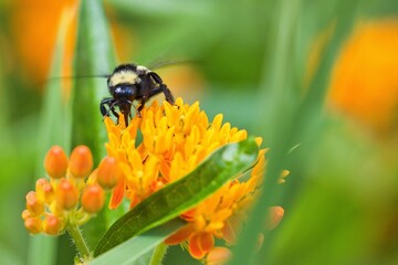 Bees sucking nectar from orange flower.