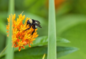 Bees sucking nectar from orange flower.