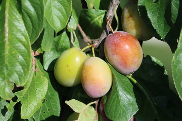 Sweden. Prunus is a genus of trees and shrubs, which includes (among many others) the fruits plums, cherries, peaches, nectarines, apricots, and almonds. 