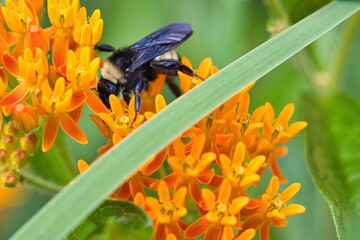 Bees sucking nectar from orange flower.