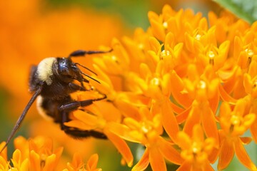 Bees sucking nectar from orange flower.
