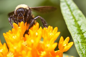 Bees sucking nectar from orange flower.