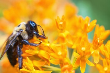 Bees sucking nectar from orange flower. © marls