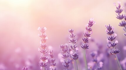Naklejka premium Soft Focus Lavender Blooms in a Field of Purple