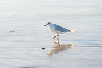 Mouette rieuse