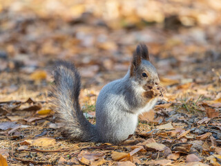 Autumn squirrel with nut sits on green grass with fallen yellow leaves