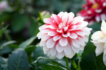 Red and white dahlia flowers. Its petals gradually change from red to white. Dahlia pinnata is a species of the genus Dahlia in the Asteraceae family, and is commonly known as garden dahlia.