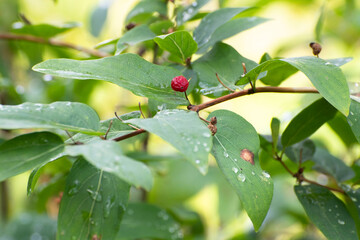 berries on a branch