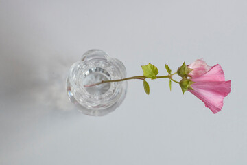 pink flower in a glass