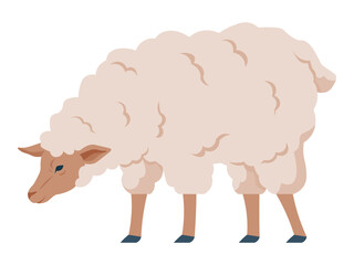 Vector illustration of a grazing sheep with a thick wool coat, bending down to eat. The simple, stylized design is isolated on a white background, making it ideal for agricultural or farm themes.