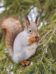 The squirrel with nut sits on tree in the winter or late autumn