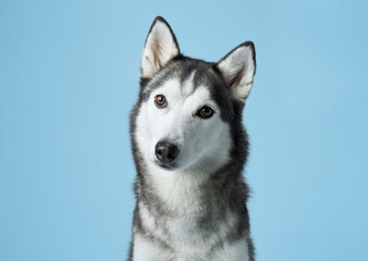Attentive Siberian Husky portrayed in a serene studio, sky-blue background complements its grey and white fur. This dignified pose highlights the Husky's keen gaze and symmetrical facial markings