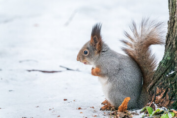 Portrait of a squirrel in winter on white snow background