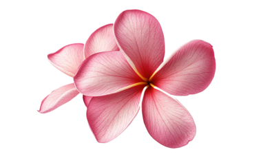 Beautiful pink plumeria rubra flower on transparent background, png	