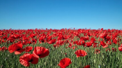 Field of Red Poppies under Blue Sky