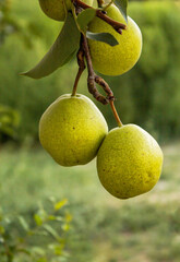 Pears hanging on a branch in the garden before the onset of autumn, a natural organic product