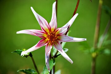 Rosarote Blumenblüten