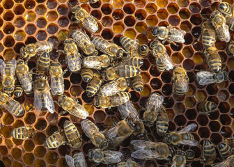 Many bees close-up, bringing honey in a cell in a hive, on a sunny day.
