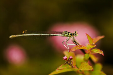Dragonfly on a flower. Macro photography.