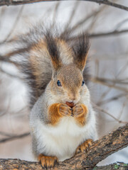 The squirrel with nut sits on tree in the winter or late autumn