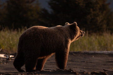 Backlit bear