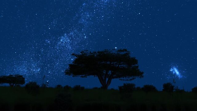 Beautiful starry sky with milky way rotating over savannah with some African acacia trees and other plants in the foreground. Timelapse.