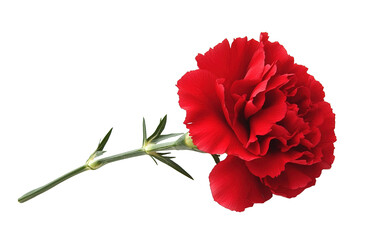 Beautiful red carnation on transparent background, png	