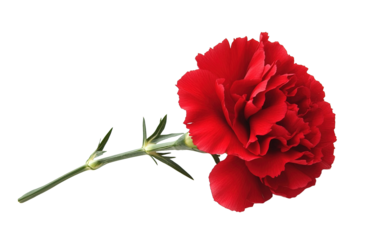 Beautiful red carnation on transparent background, png	