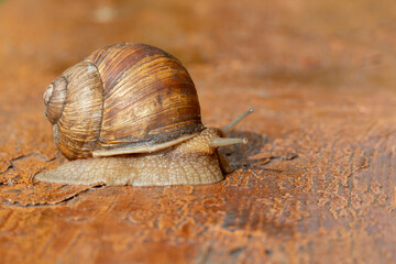 A close-up of a grape snail. Observation of mollusks.
