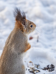 Fototapeta premium The squirrel in winter sits on white snow.