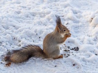 The squirrel in winter sits on white snow.