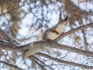 The squirrel sits on a branches without leaves in the winter or autumn