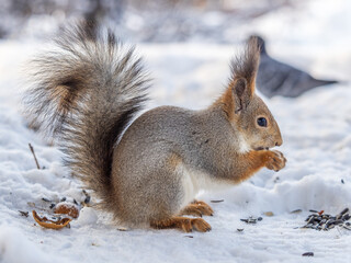 The squirrel in winter sits on white snow.